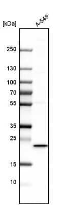 Western Blot: MSRB3 Antibody [NBP1-84259]