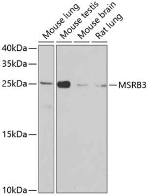 Western Blot: MSRB3 AntibodyBSA Free [NBP2-93694]