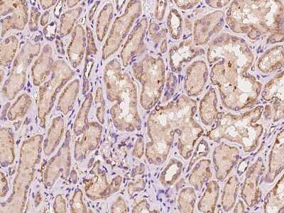 Immunohistochemistry-Paraffin: MSS4 Antibody [NBP2-97690]