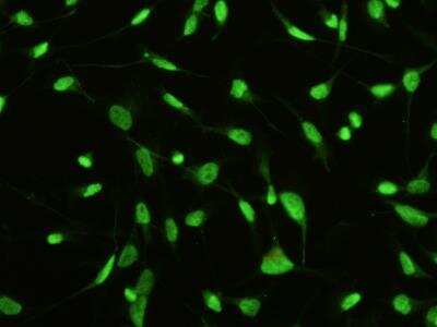 Immunocytochemistry/ Immunofluorescence: MST1/STK4 Antibody (01) [NBP3-06376]