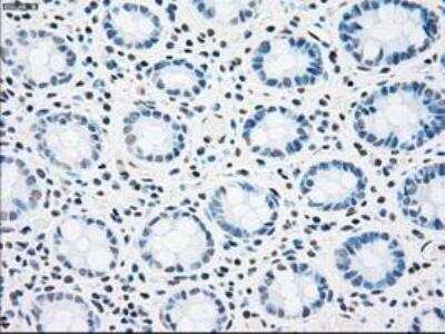 Immunohistochemistry-Paraffin: MST2/STK3 Antibody (OTI4G10) [NBP1-48017]