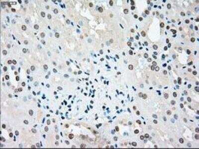 Immunohistochemistry-Paraffin: MST2/STK3 Antibody (OTI4G10) [NBP1-48017]