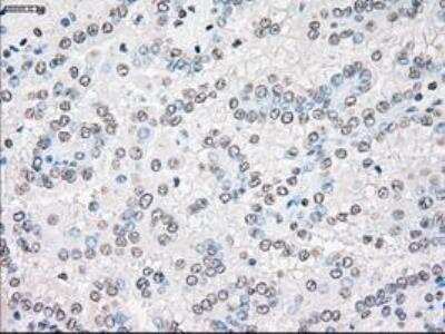 Immunohistochemistry-Paraffin: MST2/STK3 Antibody (OTI4G10) [NBP1-48017]