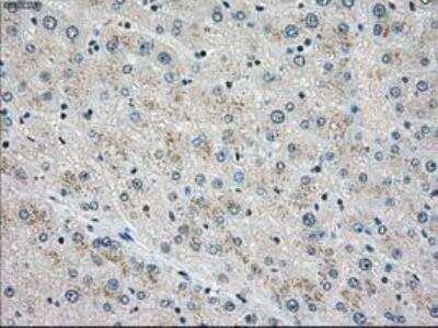 Immunohistochemistry-Paraffin: MST2/STK3 Antibody (OTI4G10) [NBP1-48017]
