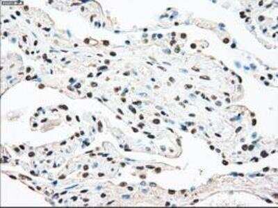 Immunohistochemistry-Paraffin: MST2/STK3 Antibody (OTI4G10) [NBP1-48017]