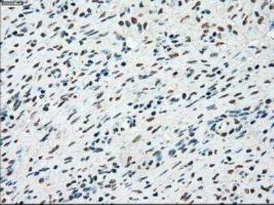 Immunohistochemistry-Paraffin: MST2/STK3 Antibody (OTI4G10) [NBP1-48017]