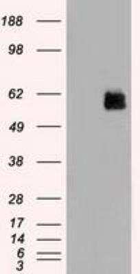 Western Blot: MST2/STK3 Antibody (OTI4G10) [NBP1-48017]