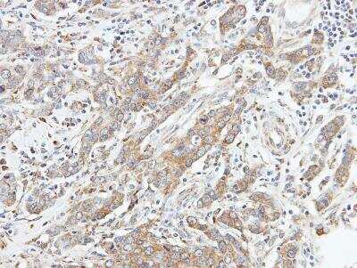Immunohistochemistry-Paraffin: MST2/STK3 Antibody [NBP1-32313]