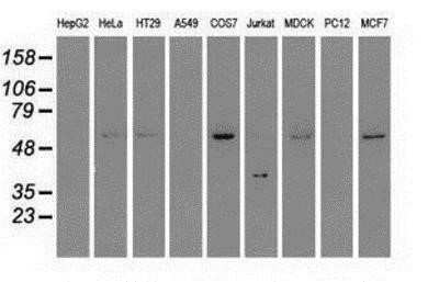 Western Blot: MST2/STK3 Antibody (OTI4G10)Azide and BSA Free [NBP2-72794]