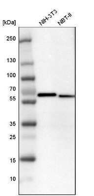 Western Blot: MST2/STK3 Antibody [NBP1-89586]