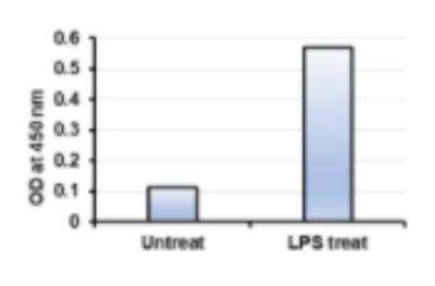 ELISA: MST3 Antibody [NBP1-87833]