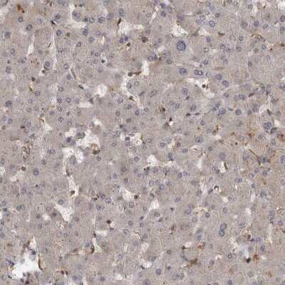 Immunohistochemistry-Paraffin: MST3 Antibody [NBP1-87833]