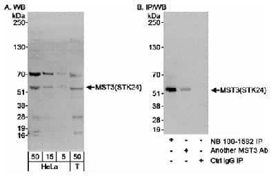 Western Blot: MST3 Antibody [NB100-1582]