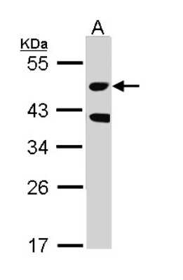 Western Blot: MST3 Antibody [NBP1-31360]