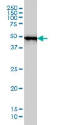 Western Blot: MST4 Antibody (2G6) [H00051765-M01]