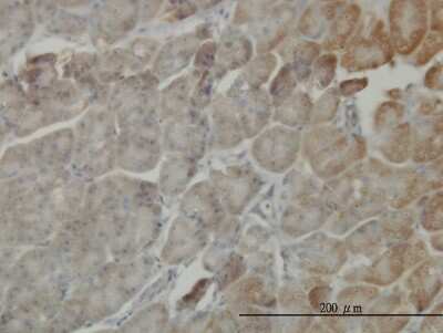 Immunohistochemistry-Paraffin: MST4 Antibody (3G5) [H00051765-M03]