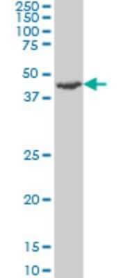 Western Blot: MST4 Antibody (3G5) [H00051765-M03]