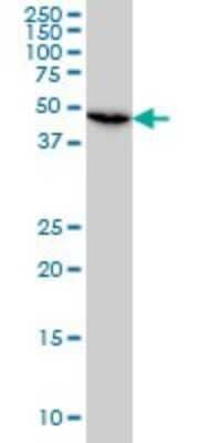 Western Blot: MST4 Antibody (7H4) [H00051765-M02]