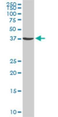 Western Blot: MST4 Antibody (7H4) [H00051765-M02]