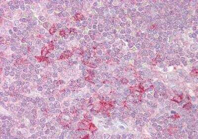 Immunohistochemistry-Paraffin: MST4 Antibody [NB100-1004]