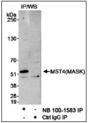 Immunoprecipitation: MST4 Antibody [NB100-1583]