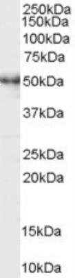 Western Blot: MST4 Antibody [NB100-1004]