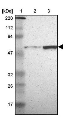 Western Blot: MSTO1 Antibody [NBP2-33860]