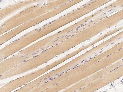 Immunohistochemistry-Paraffin: MSX1 Antibody [NBP2-98746]