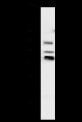 Western Blot: MSX1 Antibody [NBP2-98746]