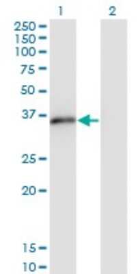 Western Blot: MSX2 Antibody (1E8) [H00004488-M10]