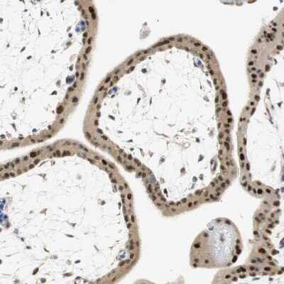 Immunohistochemistry-Paraffin: MSX2 Antibody [NBP1-85445]