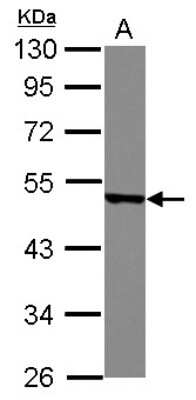 Western Blot: MSY2 Antibody [NBP2-19422]