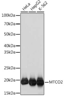 Western Blot: MT-CO2 Antibody (6H0N5) [NBP3-16283]