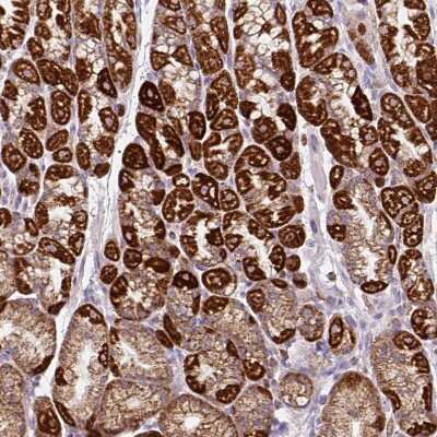 Immunohistochemistry-Paraffin: MT-CO2 Antibody [NBP2-37945]
