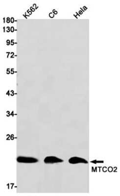 Western Blot: MT-CO2 Antibody (S05-7E7) [NBP3-14958]