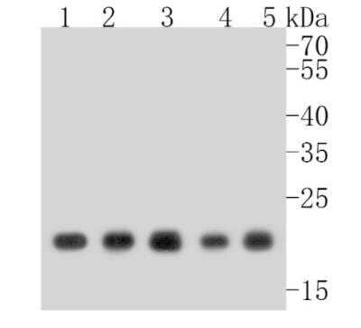 Western Blot: MT-CO2 Antibody (SC06-88) [NBP2-67617]