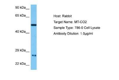 Western Blot: MT-CO2 Antibody [NBP2-87855]