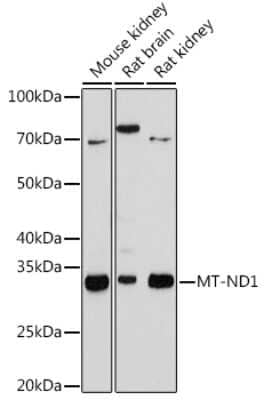 Western Blot: MT-ND1 Antibody (5J5C8) [NBP3-16870]