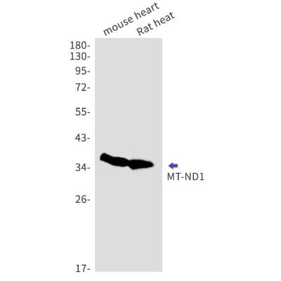 Western Blot: MT-ND1 Antibody (S04-9H6) [NBP3-19702]