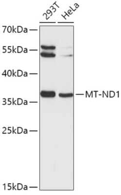 Western Blot: MT-ND1 AntibodyBSA Free [NBP2-94324]