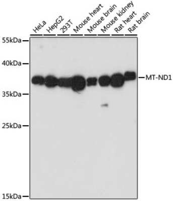 Western Blot: MT-ND1 AntibodyAzide and BSA Free [NBP2-94462]