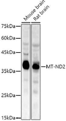 Western Blot: MT-ND2 AntibodyAzide and BSA Free [NBP3-05589]