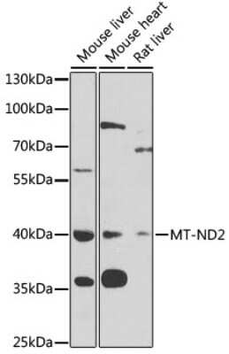 Western Blot: MT-ND2 AntibodyBSA Free [NBP3-05588]