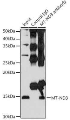 Immunoprecipitation: MT-ND3 Antibody - Azide and BSA Free [NBP2-93832]