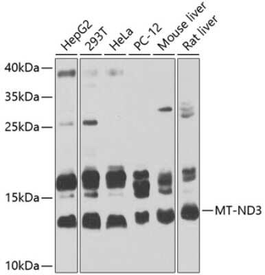 Western Blot: MT-ND3 AntibodyBSA Free [NBP2-93571]