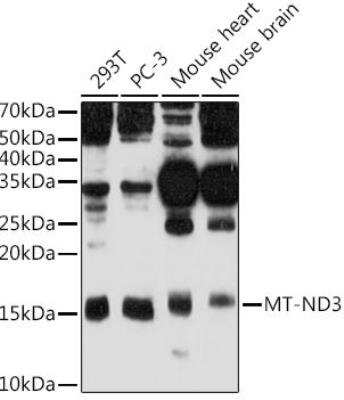 Western Blot: MT-ND3 AntibodyAzide and BSA Free [NBP2-93832]