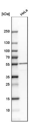 Western Blot: MT-ND4 Antibody [NBP2-47365]