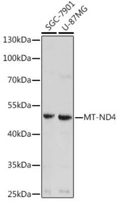 Western Blot: MT-ND4 AntibodyAzide and BSA Free [NBP2-93530]