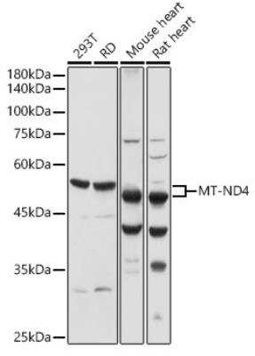 Western Blot: MT-ND4 AntibodyBSA Free [NBP2-93572]