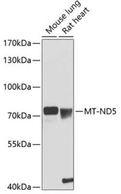 Western Blot: MT-ND5 AntibodyBSA Free [NBP3-05605]